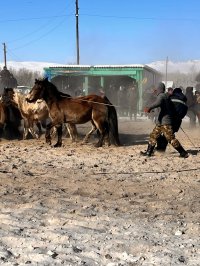 В Эрзинском кожууне Тувы проведены состязания по заарканиванию и объездке необъезженных лошадей