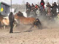 В Эрзинском кожууне Тувы проведены состязания по заарканиванию и объездке необъезженных лошадей