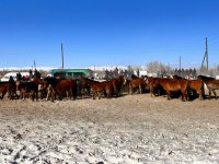 В Эрзинском кожууне Тувы проведены состязания по заарканиванию и объездке необъезженных лошадей