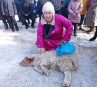В Туве на праздничных состязаниях к Шагаа мама особенного ребенка Аиза Идам-Сюрюн присела с бараном на плечах 60 раз! В Туве на праздничных состязаниях к Шагаа мама особенного ребенка Аиза Идам-Сюрюн присела с бараном на плечах 60 раз!