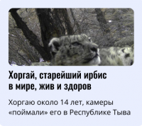 Снежные барсы Тувы получат паспорта