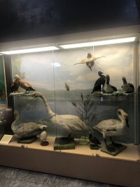 В Национальном музее Тувы открыта выставка птиц, населяющих нашу республику