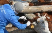 Роспотребнадзор Тувы предлагает провести внеочередной медосмотр работников животноводческих хозяйств республики