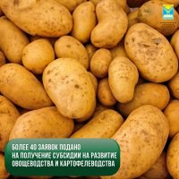 Жители Тувы могут получить субсидии на выращивание картошки и овощей