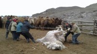 В местечке Кызыл-Чыраа (Тува) 30 апреля пройдет Праздник стрижки верблюдов
