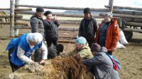 В местечке Кызыл-Чыраа (Тува) 30 апреля пройдет Праздник стрижки верблюдов