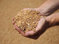 Республика Тыва получит около 800 тыс. рублей на поддержку производителей зерна