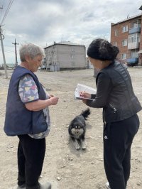 Мэрия Кызыла проверила хозяев собак, свободно гуляющих на улице