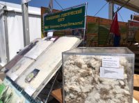 Сенатор Дина Оюн приняла участие в обсуждении вопросов переработки овечьей шерсти на животноводческой Выставке в Дагестане