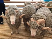Сенатор Дина Оюн приняла участие в обсуждении вопросов переработки овечьей шерсти на животноводческой Выставке в Дагестане
