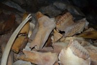В соседней Хакасии нашли логово с останками пещерных гиен, мамонтов и носорогов