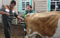 В Дзун-Хемчикском районе Тувы проводят ликвидацию очага заражения бруцеллёзом