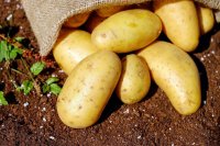 Губернаторский проект «Народный картофель» из Тувы рекомендован для тиражирования в других регионах России