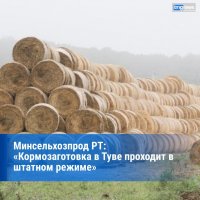 В Туве аграрии заготовили 20 % грубых кормов от плана