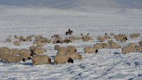 Сенатор Дина Оюн: Совет Федерации поможет в восстановлении производственных цепочек шерстяного комплекса страны