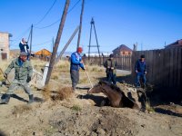 В Кызыле волонтеры-зоозащитники помогли вытащить упавшего в септик жеребенка