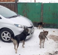 Сотрудники мэрии Кызыла объезжают адреса, с которых поступают жалобы на собак на свободном выгуле 