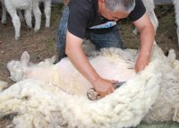 Минтруд Тувы приглашает организовать по соцконтракту стригальный пункт для стрижки овец