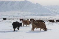 В Туве сильные холода и ветра осложняют зимовку скота