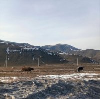 Коровы спровоцировали 33 дорожно-транспортных происшествия в Кызыле
