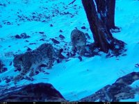 В Республике Тыва ожидается рождение снежных барсов этим летом