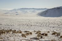 В Монголии погибло более 5,9 млн голов скота от белого и железного дзуда