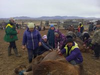 В Кызылском районе Тувы определили лучших стригалей верблюдов