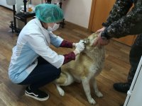 В Кызыле карантинные мероприятия в связи с выявлением возбудителя бешенства у собаки предварительно продлятся до 4 марта В Кызыле карантинные мероприятия в связи с выявлением возбудителя бешенства у собаки предварительно продлятся до 4 марта
