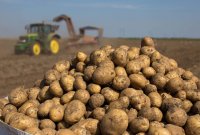 Минсельхоз Тувы до 11 марта принимает заявки на субсидии по картофелю, овощам и зерновым