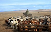 В Туве ветераны СВО могут получить гранты на развитие агробизнеса