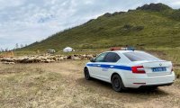 В Туве с начала 2025 года произошло 60 ДТП из-за коров и лошадей