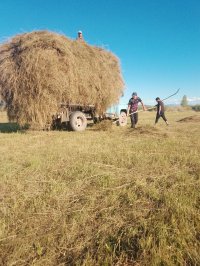 В Туве заготовлено более 45 тысяч тонн кормов В Туве заготовлено более 45 тысяч тонн кормов