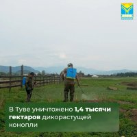 В Туве ликвидировано 1,4 тыс. га дикорастущей конопли