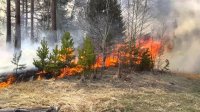 В Туве большинство лесных пожаров происходят в труднодоступной горной местности