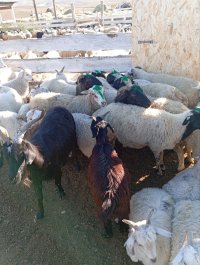 В Туве кожунные специалисты проходят переобучение на курсах искусственного осеменения скота