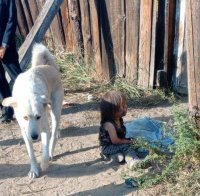 На улице Кызыла обнаружили малышку, спящую на грязной подстилке у ворот чужого дома