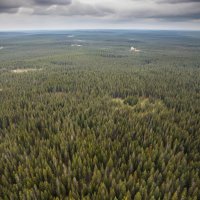 В лесах Тувы отменен особый противопожарный режим
