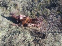 В Пий-Хемском кожууне Тувы пропавшего со свободного выпаса жеребца обглодали волки В Пий-Хемском кожууне Тувы пропавшего со свободного выпаса жеребца обглодали волки