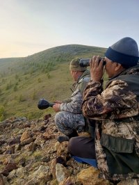 В Туве снижается численность волков В Туве снижается численность волков
