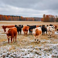 Безнадзорный скот в Дзун-Хемчикском кожууне Тувы стал легкой добычей угонщиков