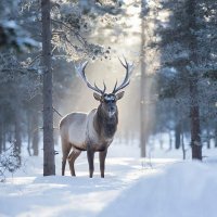 3 декабря в Туве прогнозируется  небольшое потепление, местами до -4°С