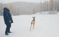 В Туве зооволонтеры помогли спасти раненую дикую косулю