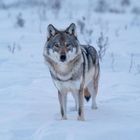 После жалоб чабанов охотинспекторы Тувы уничтожили несколько волков у села Бояровка