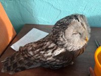 Улуг-Хемские ветеринары вылечили и выпустили на свободу раненую дикую сову