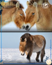 Некоторые факты о символе 2026 года - лошади Пржевальского