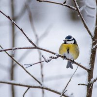 Сорокоградусные морозы все еще держатся в Туве