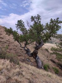 Лиственница в Туве возрастом 1109 лет внесена во всероссийский реестр старовозрастных деревьев