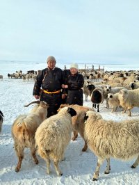 Хозяйство из Эрзинского района успешно восстанавливает поголовье тувинской короткожирнохвостой породы овец