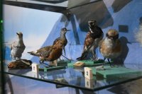 В Национальном музее Тувы состоялось открытие выставки к юбилею ученого-биолога Александра Куксина