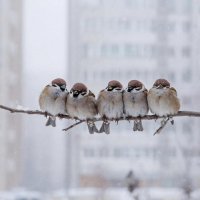 14 марта в Туве будет ветрено и морозно